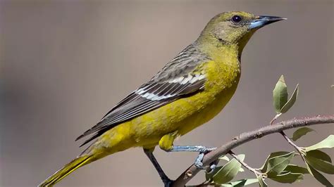 Everything You Need To Know About Types Of Yellow Birds