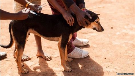 Taking The Bite Out Of Deadly Rabies Bbc News