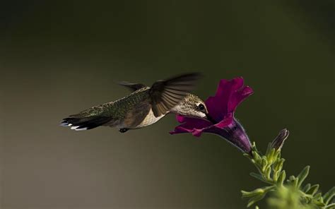 Hummingbird Wallpaper Backgrounds - Wallpaper Cave