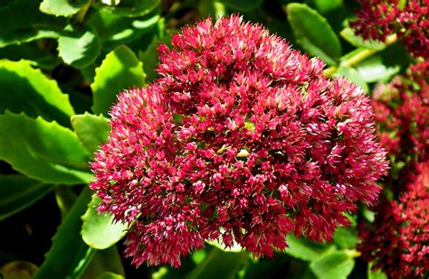 How to Grow: Sedum- grow sedum in the flower garden