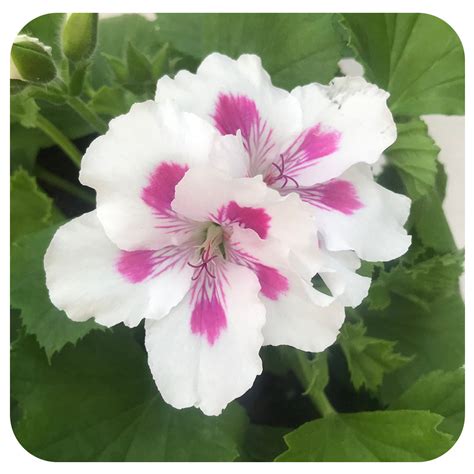 Geranium Regal - (Martha Washington) - Davenport Garden Centre