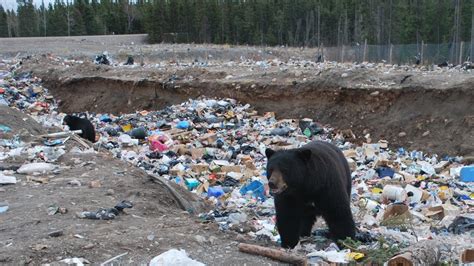 Bears Stalk Landfills In Whati Inuvik Hay River North Cbc News