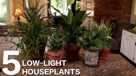 House Plants For Low Light Office | Shelly Lighting