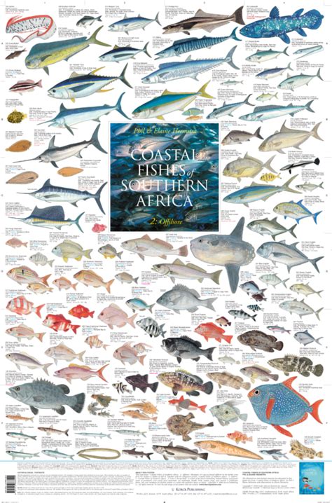 Coastal Fishes Of Southern Africa Offshore Korck Posters