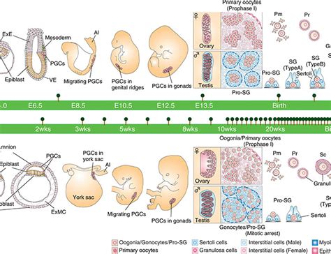 Mammalian In Vitro Gametogenesis Science