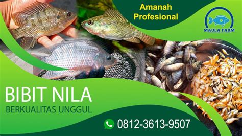 Jual Bibit Nila Unggul Berkualitas Harga Grosir Murah Maulafarm