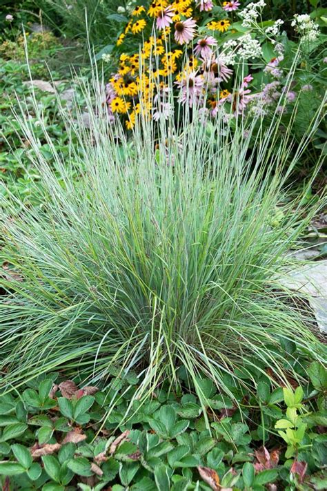 Native Grasses | Prairie Nursery