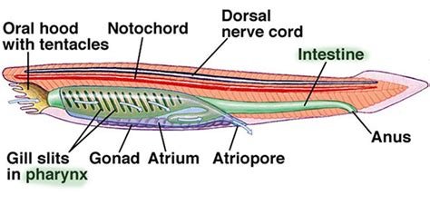 Amphioxus