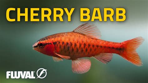 Species Spotlight Cherry Barb Fluval Usa