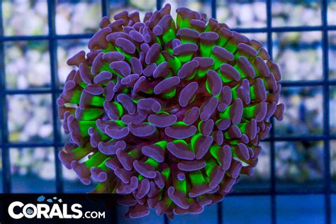 Big Branching Hammer Frag Australia Neon Stems Purple Tips Corals