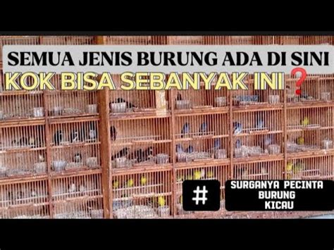 Cara Memilih Bahan Sogon Dan Konin Prospekpasti Gak Akan Salah Lagi