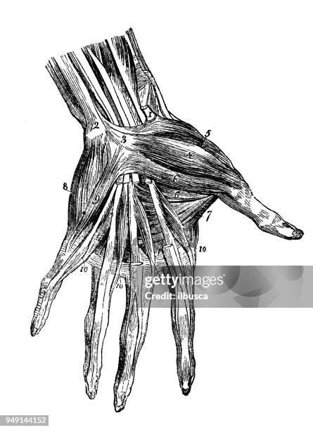 Wrist Forearm Anatomy Photos And Premium High Res Pictures Getty Images