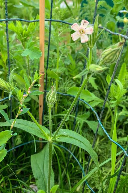 Darley Dale Wildlife Night Flowering Catchfly Darley Dale