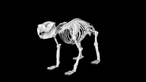 Koala Skeleton Model - TurboSquid 1886923