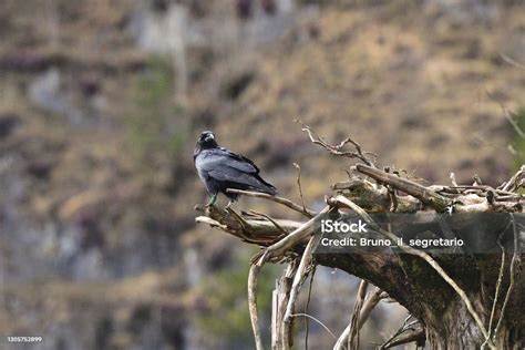 Common Raven Stock Photo - Download Image Now - Animal, Animal Body ...