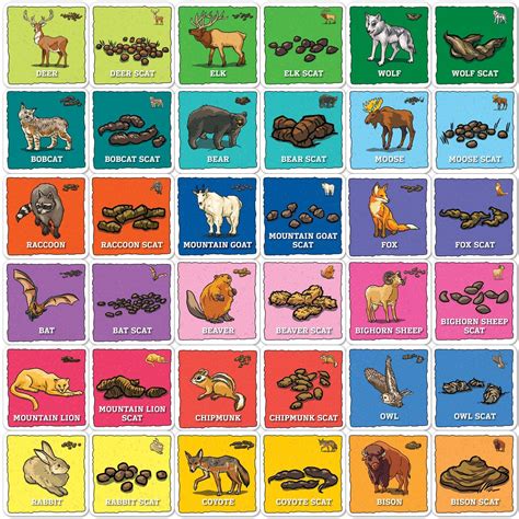 Jr. Ranger - Animal Poop Matching Game | Card Game – MasterPieces