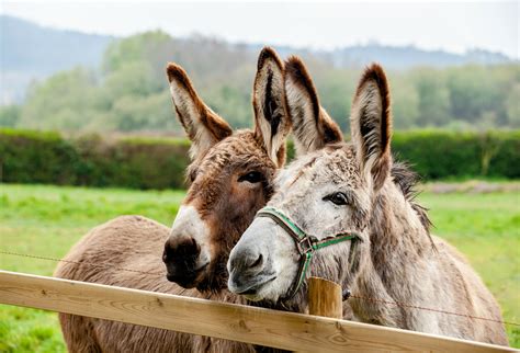 Donkeys Were Domesticated Over Years Ago In Africa Earth