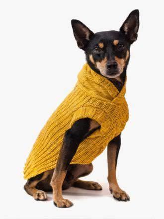 Roupa De Frio Para Cachorro Modelos Para O Seu Pet Arrasar No Inverno