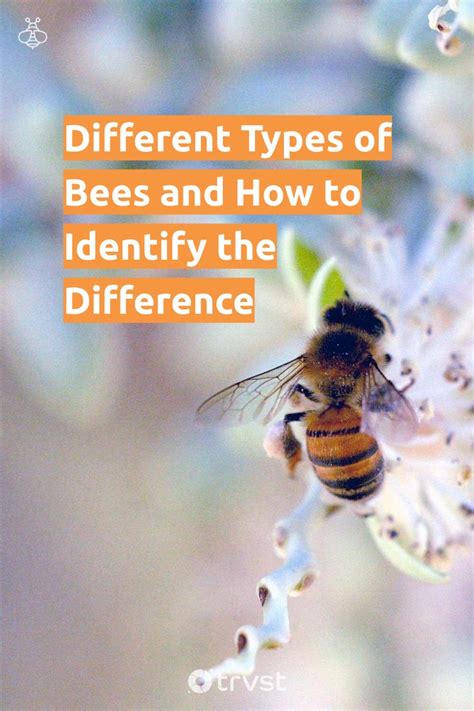 Different Types Of Bees And How To Identify The Difference In 2022