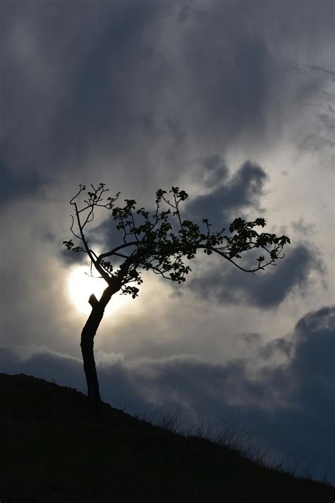 Silhouette Photo of a Sky and Trees · Free Stock Photo