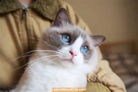 Are Ragdoll Cats Hypoallergenic Debunking The Hypoallergenic Myth