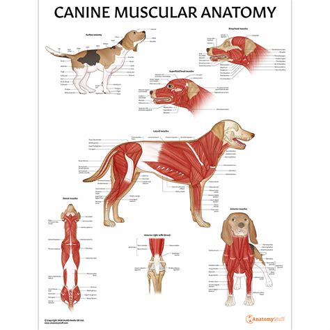 Canine Anatomy Models Charts And Simulators Veterinary Anatomystuff