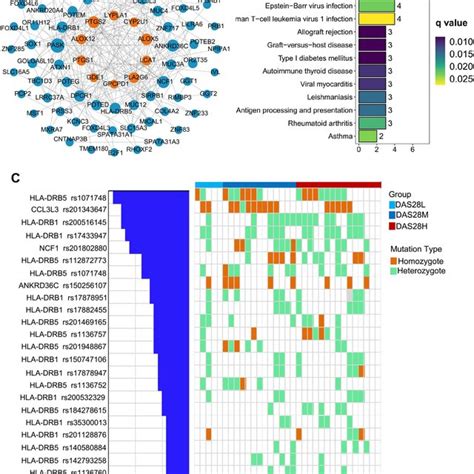 NsSNV Of The HLA DRB1 And HLA DRB5 Gene Locus Were Associated With The