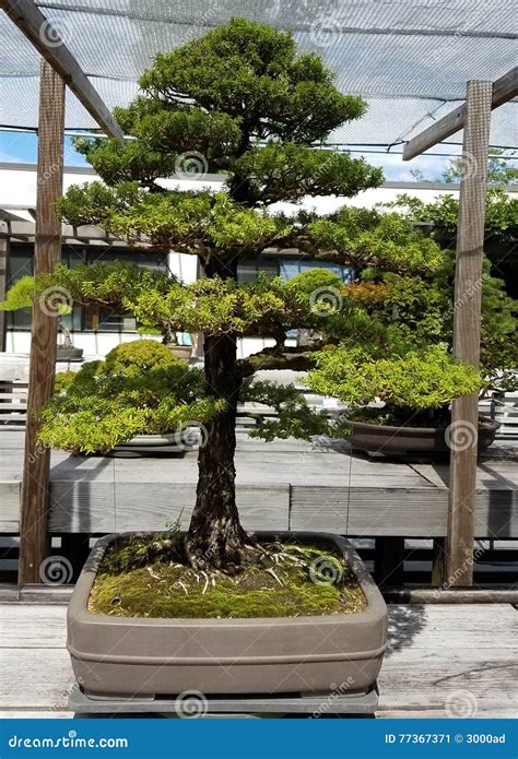 Bonsai Miniature Juniper Stock Image Image Of Juniper 77367371