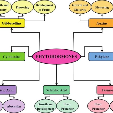 Phytohormones And Their Role In Plants Download Scientific Diagram