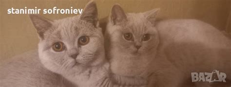 Британски котки в За котки в гр. Монтана - ID43030009 — Bazar.bg