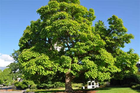 Western Catalpa - Plant Guide