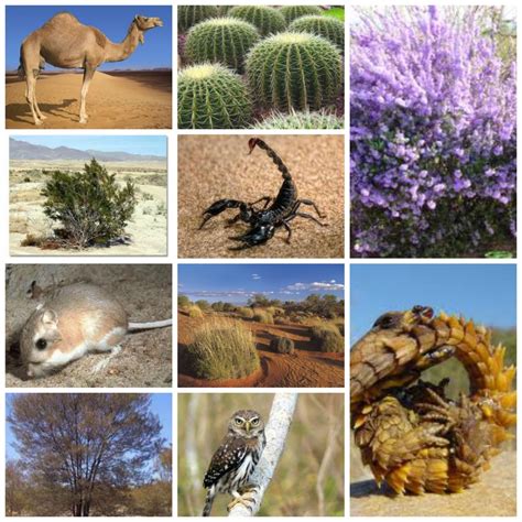 animals  plants survive   desert explain
