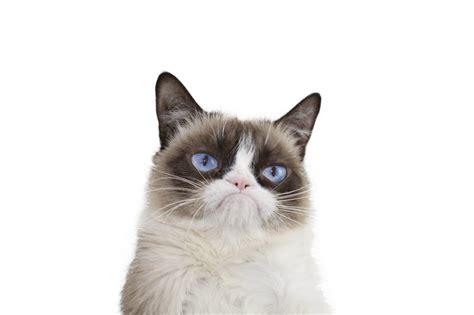 Grumpy Cat Wallpapers Top Free Grumpy Cat Backgrounds Wallpaperaccess