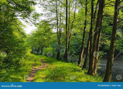 Beautiful Forest Scenery Stock Photo - Image: 24650250