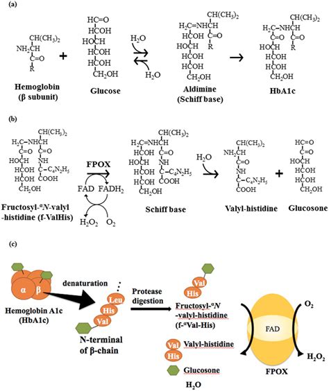 Reaction Scheme Of Non Enzymatic Hba1c Formation Reaction The Download Scientific Diagram