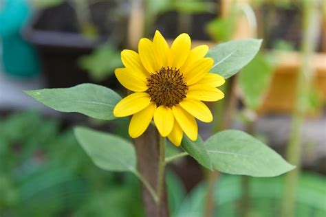 Premium Photo Sunflower Helianthus Annuus L Dwarf Sungold