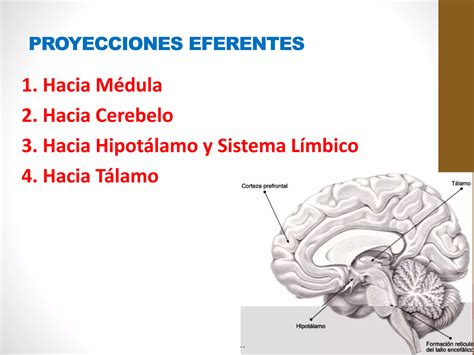 La Formacion Reticular Y El Sitema Limbico PPT