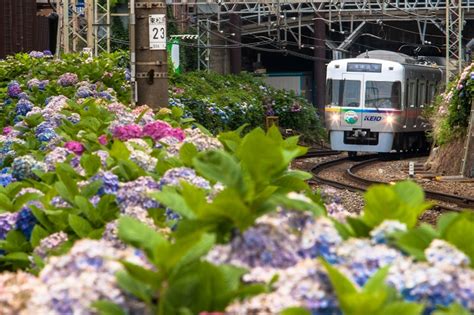 ライトアップもあります！京王井の頭線沿線でアジサイを楽しむ Lovegreenラブグリーン