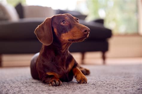 15 Reasons Why Dachshunds Are The Best Breed Dogster