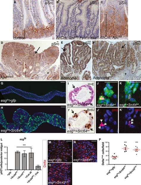 Src Upregulation Drives Isc Proliferationadimmunohistochemistry To Download Scientific Diagram