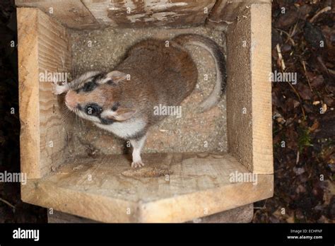 Garden Dormouse Garden Dormouse Nesting Box Birdhouse Gartenschläfer Garten Schläfer