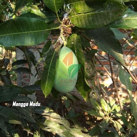 Jual Bibit Mangga Madu Cm Up Agro Bibit Id