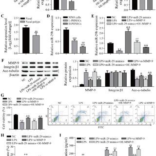 Mir B P Alleviates Lps Induced Inflammation In Np Cells By