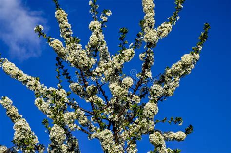 Close Up Of Sour Cherry Prunus Cerasus Blossoms In Spring Stock Image