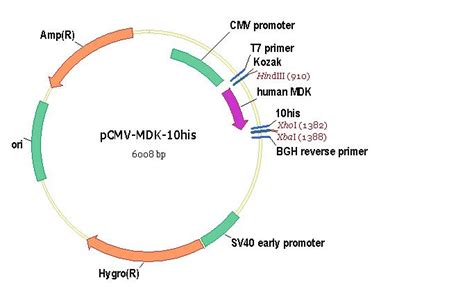 Midkine Cdna Orf Clone Human C His Tag