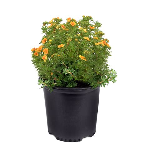 Potentilla 2 Gal Glow Gardens Alberta