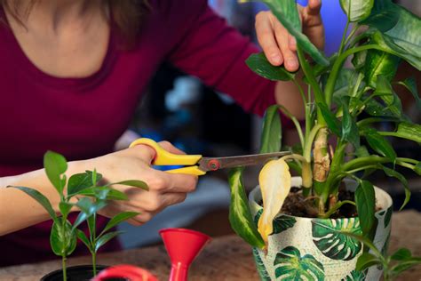 Conheça 5 dicas para cuidar das plantas durante o inverno da forma