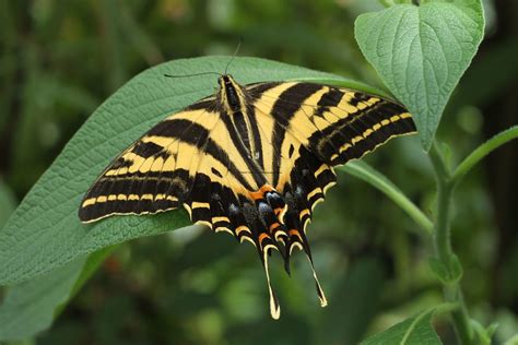 Papilio Pilumnus Three Tailed Tiger Swallowtail 2 Flickr