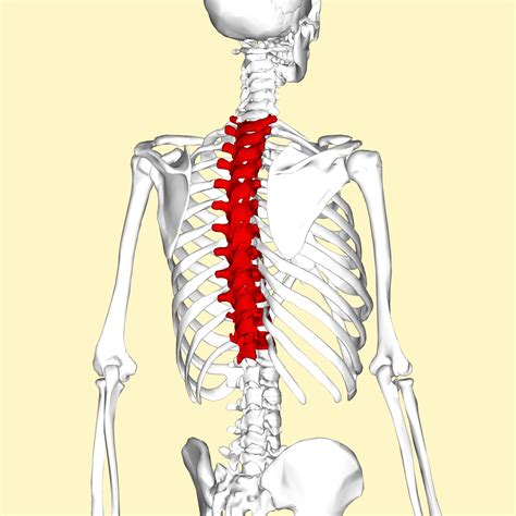 Filethoracic Vertebrae Back3png Wikipedia