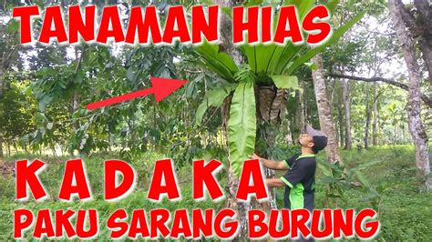 Tanaman Hias Paku Sarang Burung Kadaka Bird Nest Ferm Asplenium Nidus